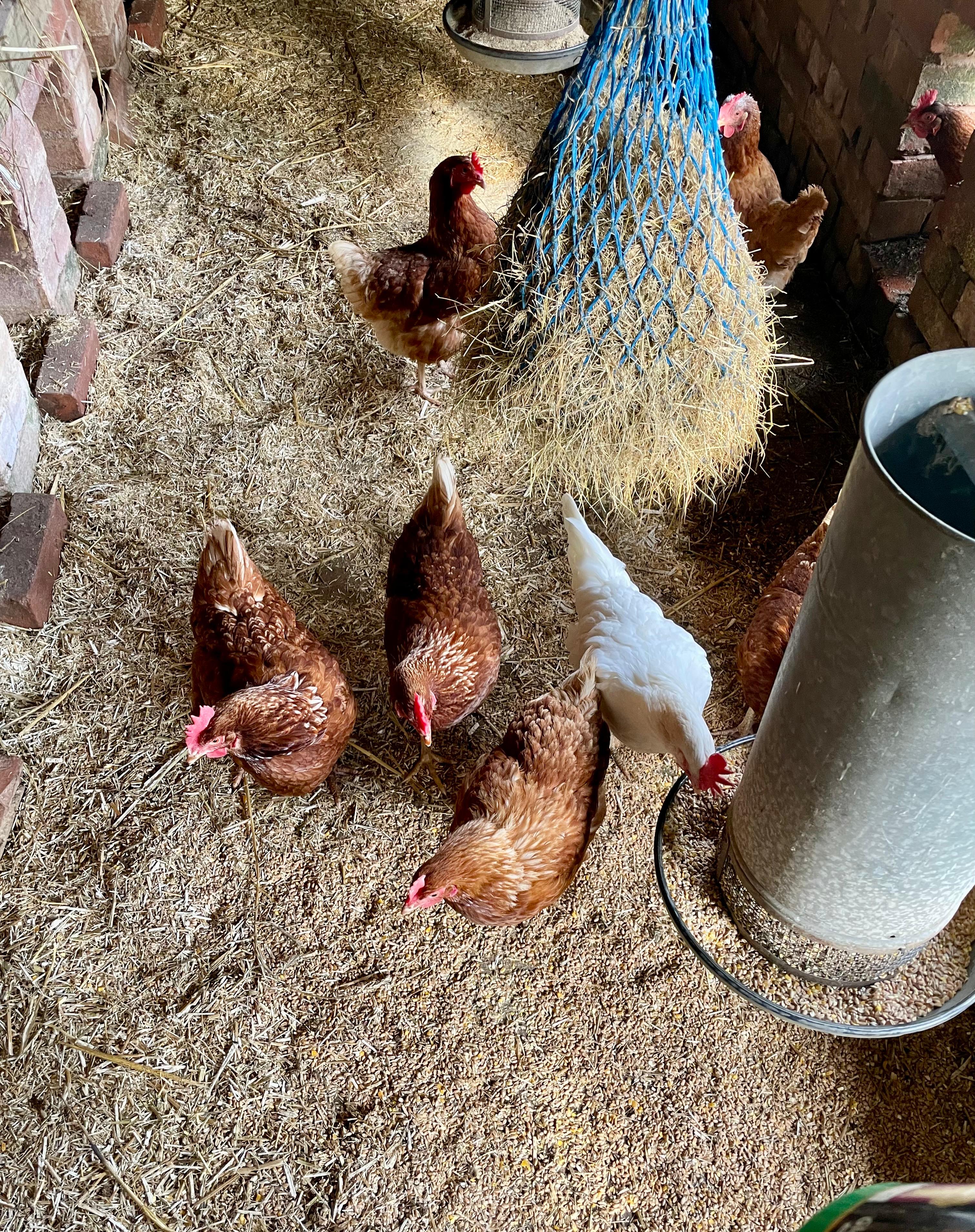 Chickens on the farm